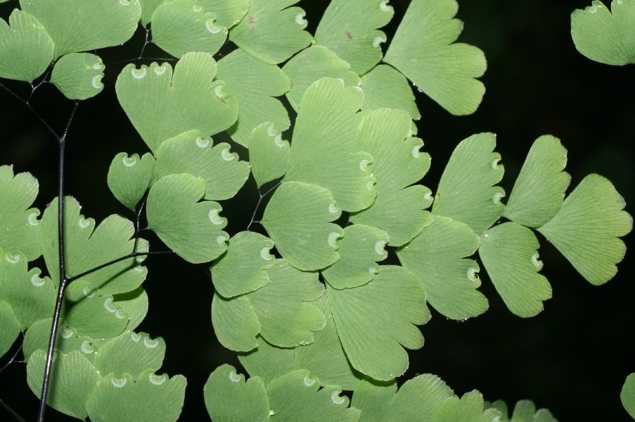 Pteridaceae Adiantum andicola