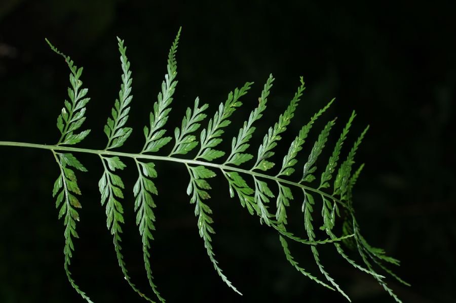 Aspleniaceae Asplenium cuspidatum