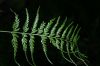 image of Asplenium cuspidatum