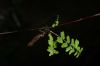 image of Asplenium monanthes