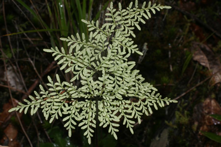 Pteridaceae Gaga marginata