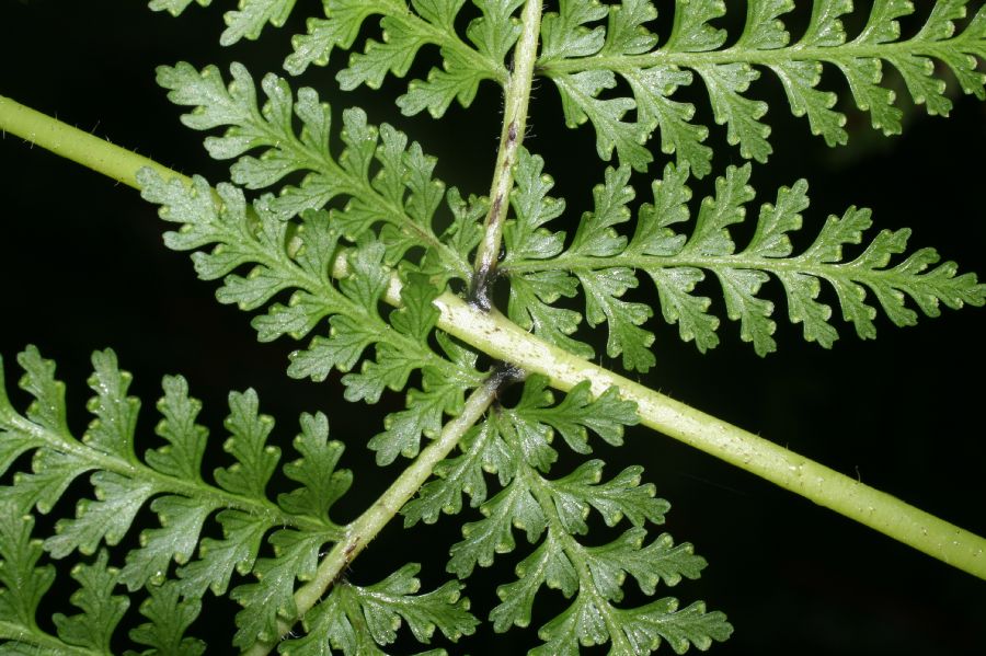 Dennstaedtiaceae Dennstaedtia cicutaria