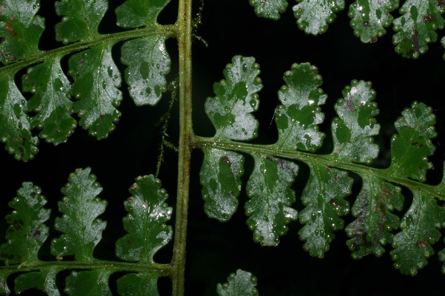 Dennstaedtiaceae Dennstaedtia arborescens