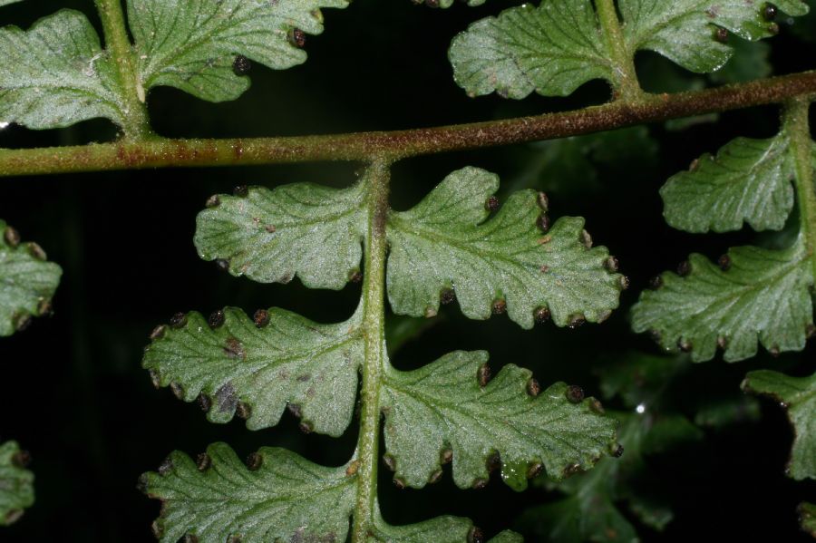 Dennstaedtiaceae Dennstaedtia arborescens