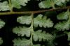 image of Dennstaedtia arborescens