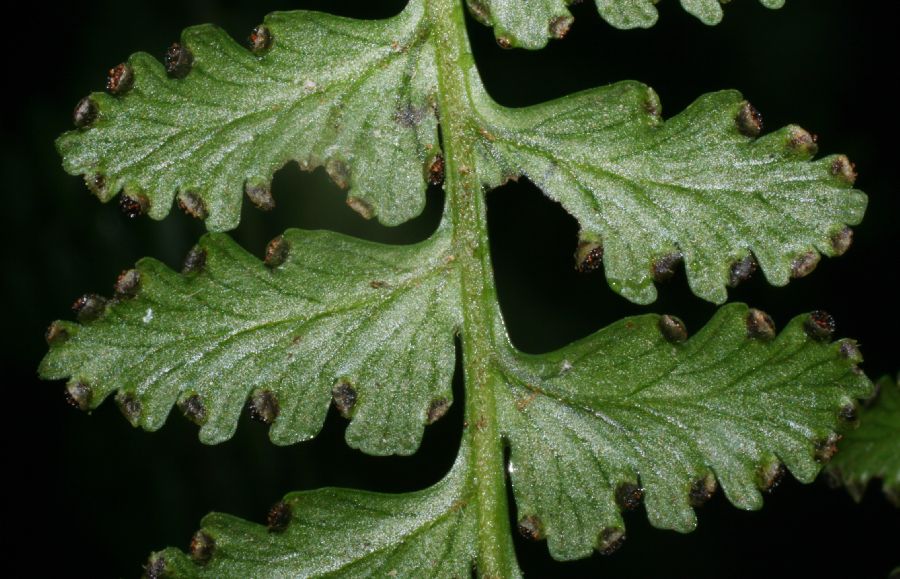 Dennstaedtiaceae Dennstaedtia arborescens