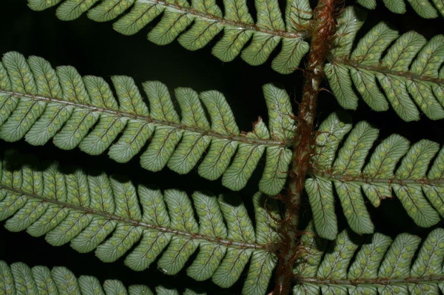 Dryopteridaceae Dryopteris wallichiana