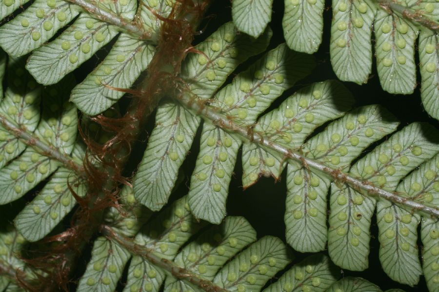 Dryopteridaceae Dryopteris wallichiana