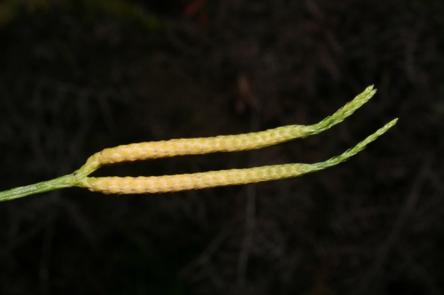 Lycopodiaceae Diphasiastrum thyoides