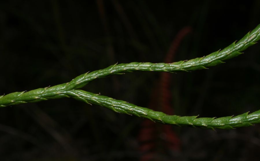 Lycopodiaceae Diphasiastrum thyoides