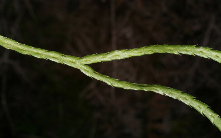 Lycopodiaceae Diphasiastrum thyoides