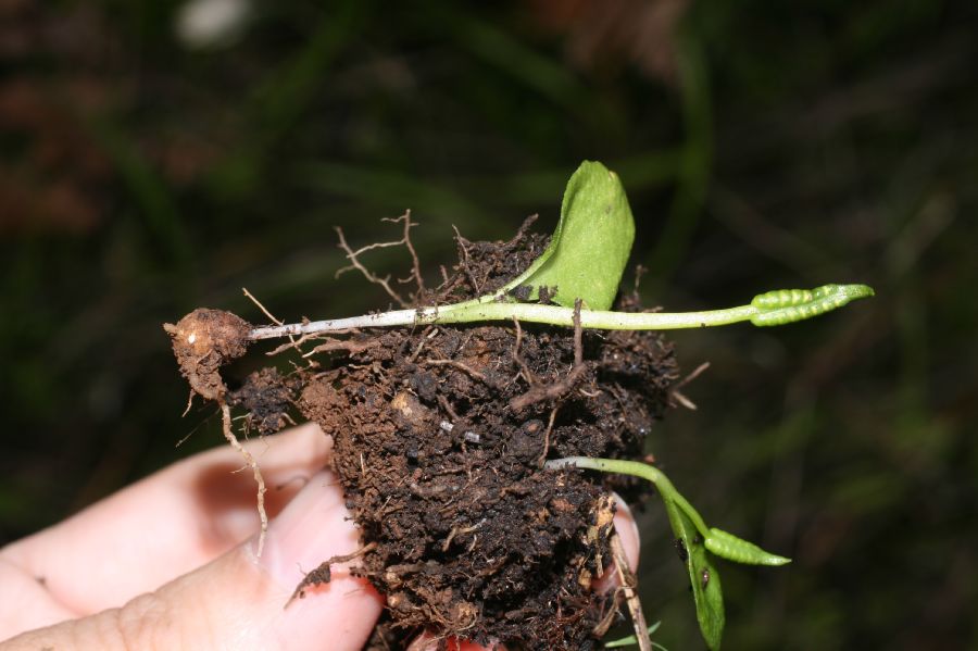 Ophioglossaceae Ophioglossum crotalophoroides