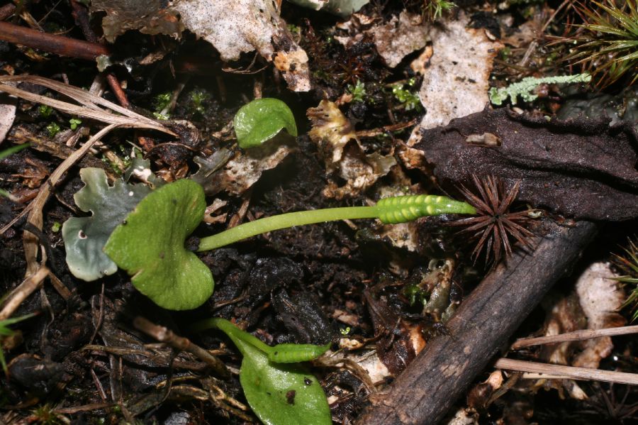 Ophioglossaceae Ophioglossum crotalophoroides