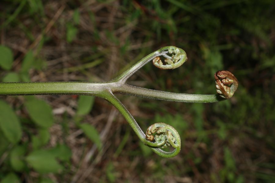 Dennstaedtiaceae Pteridium pseudocaudatum