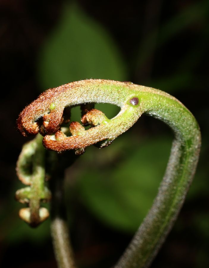 Dennstaedtiaceae Pteridium pseudocaudatum