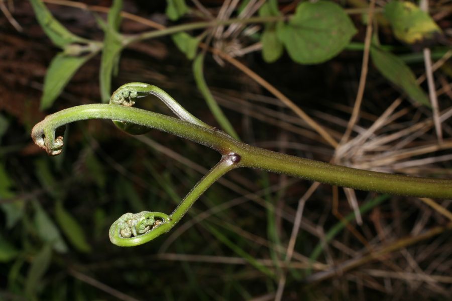 Dennstaedtiaceae Pteridium pseudocaudatum