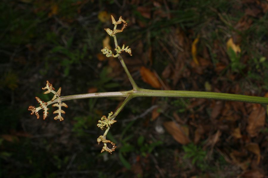 Dennstaedtiaceae Pteridium arachnoideum