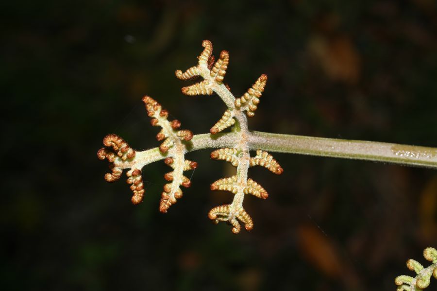 Dennstaedtiaceae Pteridium arachnoideum