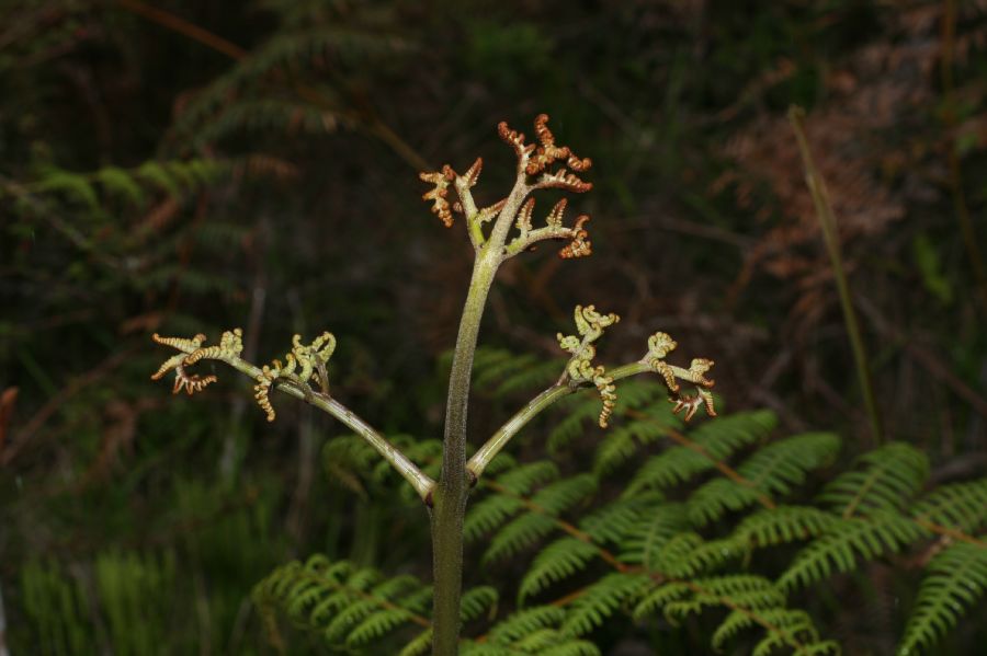 Dennstaedtiaceae Pteridium arachnoideum