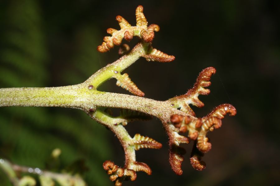 Dennstaedtiaceae Pteridium arachnoideum