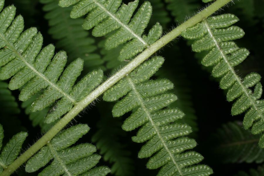 Thelypteridaceae Amauropelta pilosula