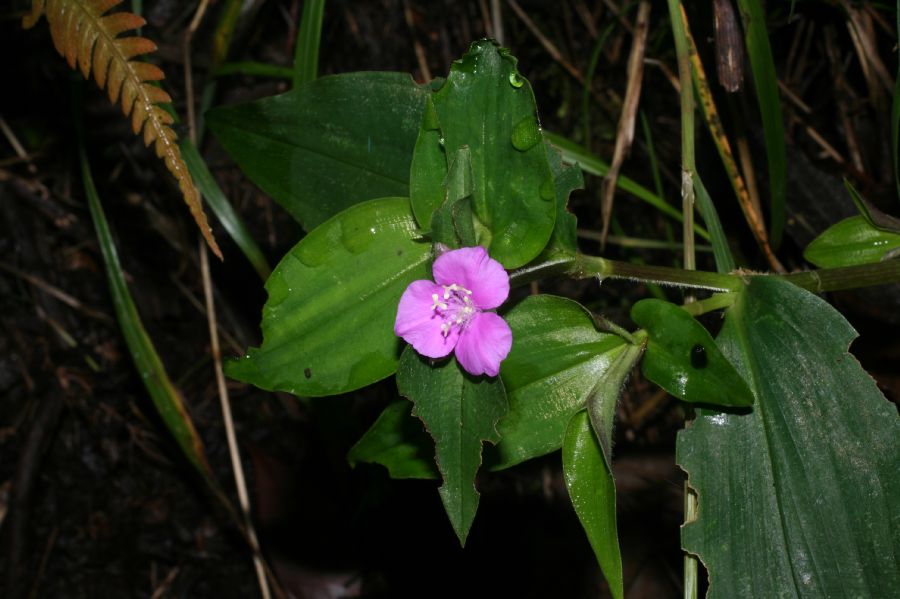 Commelinaceae Tradescantia poelliae