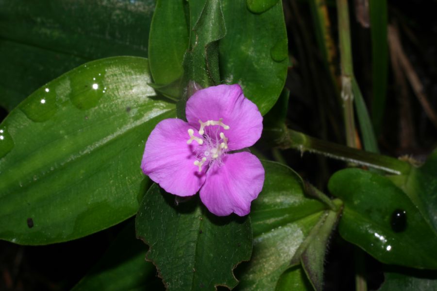 Commelinaceae Tradescantia poelliae