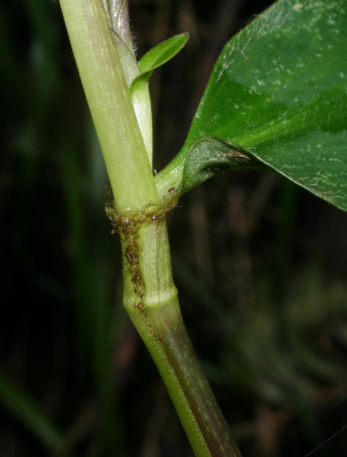 Commelinaceae Tradescantia poelliae