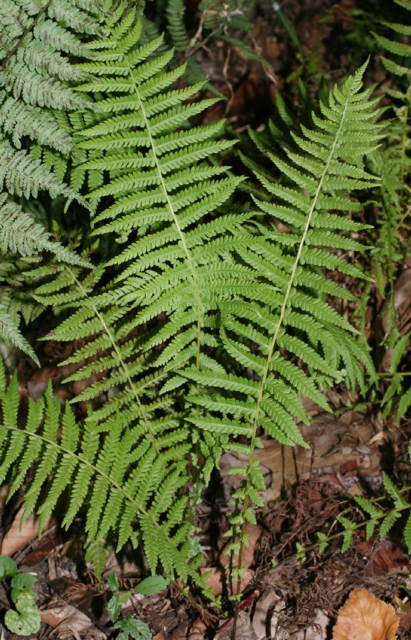 Thelypteridaceae Amauropelta beddomei