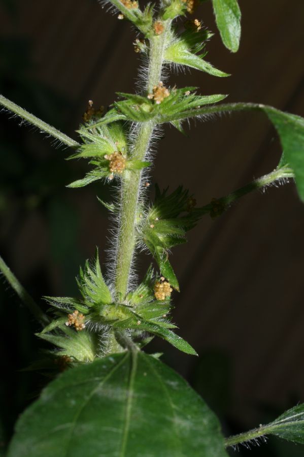 Euphorbiaceae Acalypha virginica