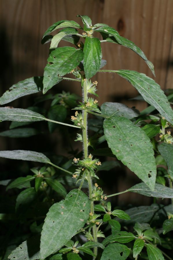 Euphorbiaceae Acalypha virginica