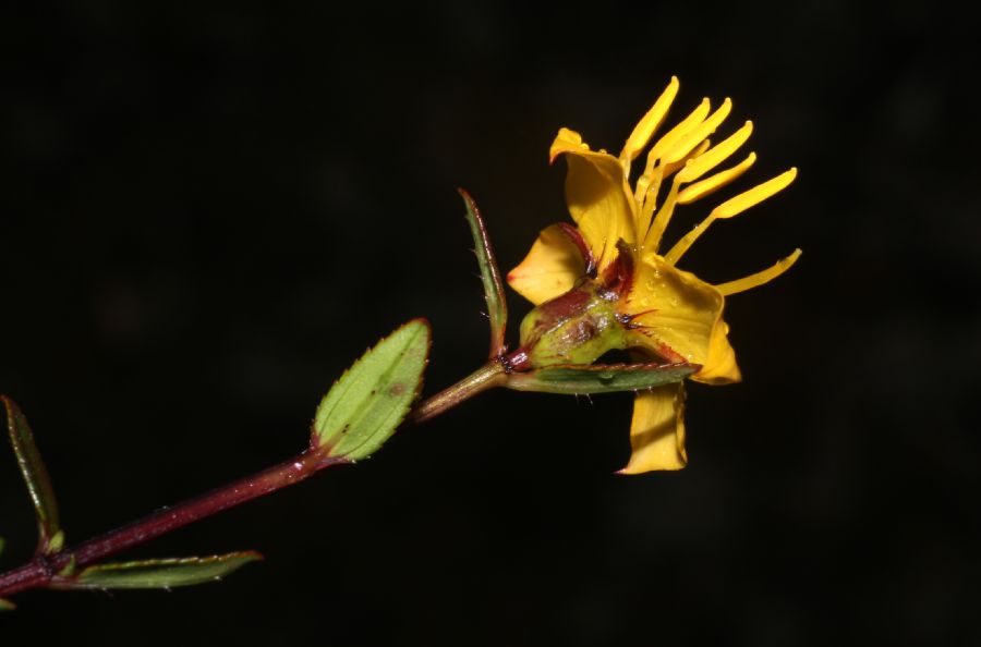 Melastomataceae Chaetolepis cufodontisii