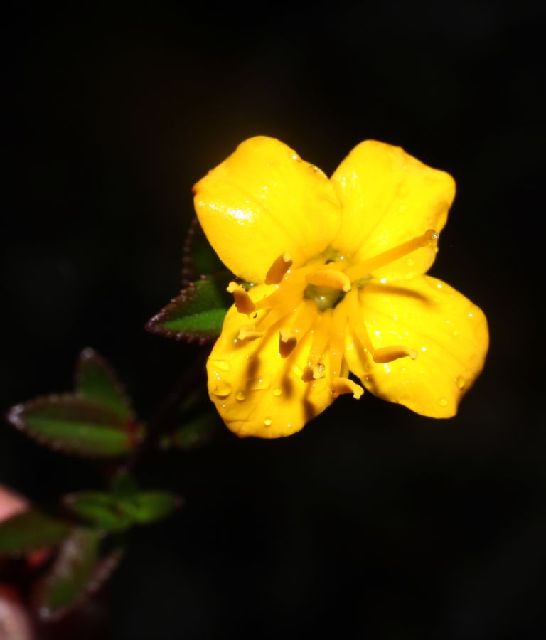 Melastomataceae Chaetolepis cufodontisii