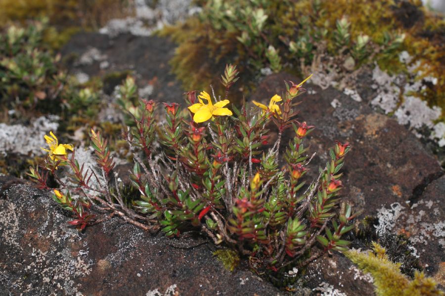 Melastomataceae Chaetolepis cufodontisii