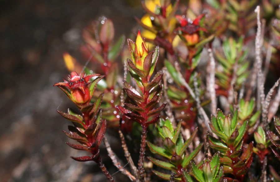 Melastomataceae Chaetolepis cufodontisii