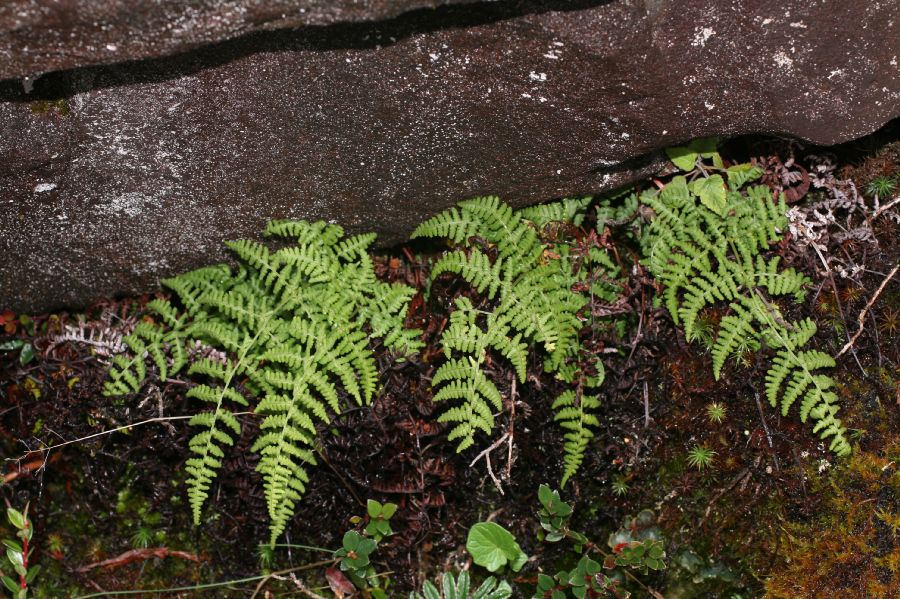 Dryopteridaceae Dryopteris nubigena