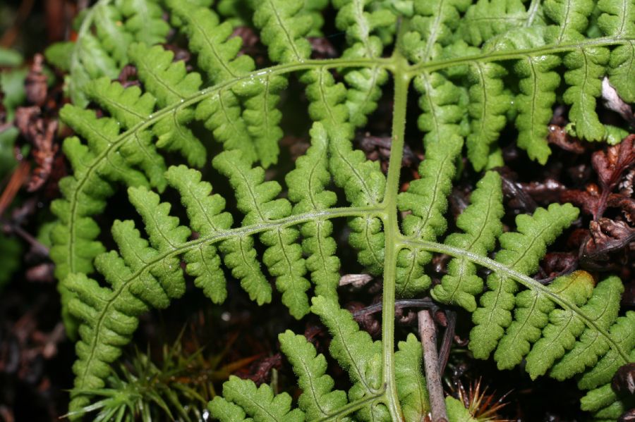 Dryopteridaceae Dryopteris nubigena