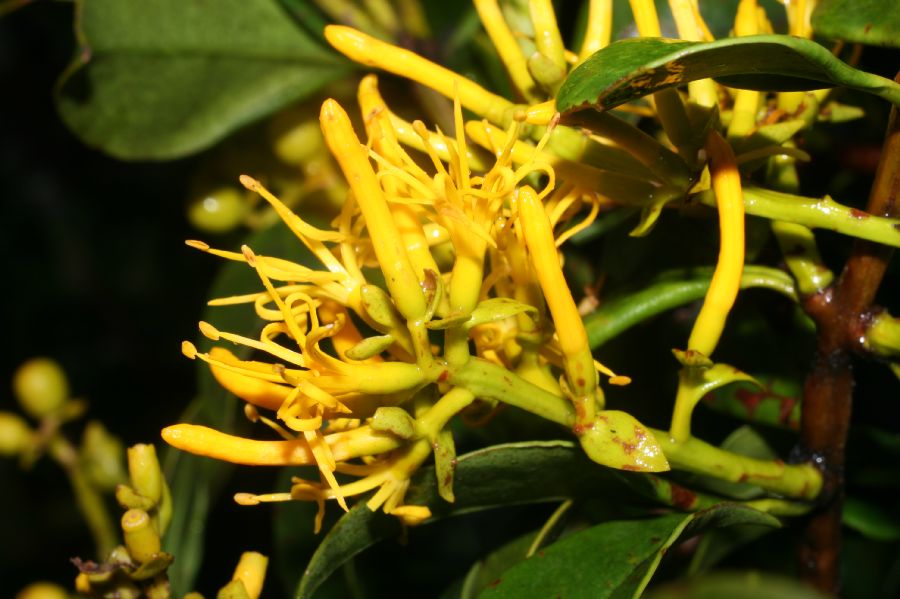 Loranthaceae Gaiadendron punctatum