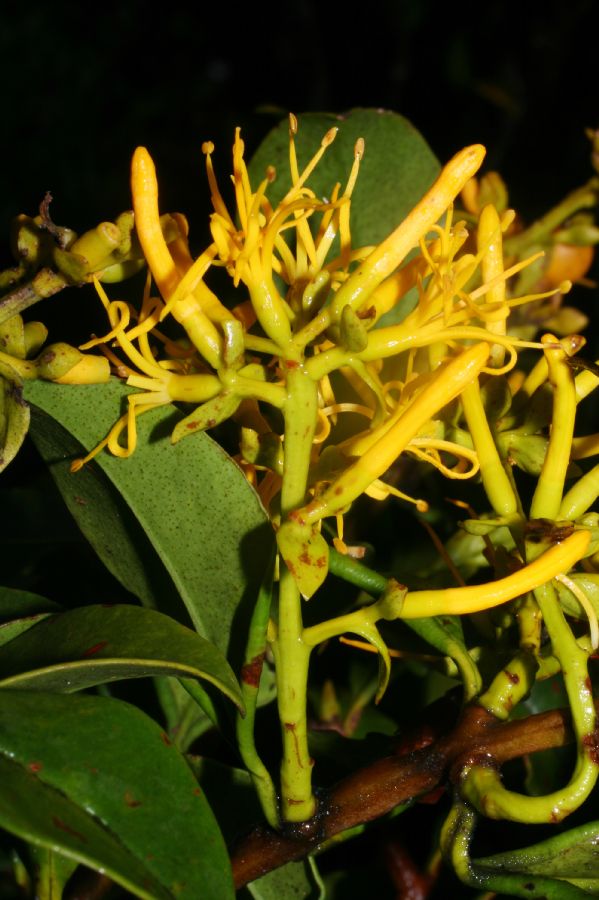 Loranthaceae Gaiadendron punctatum