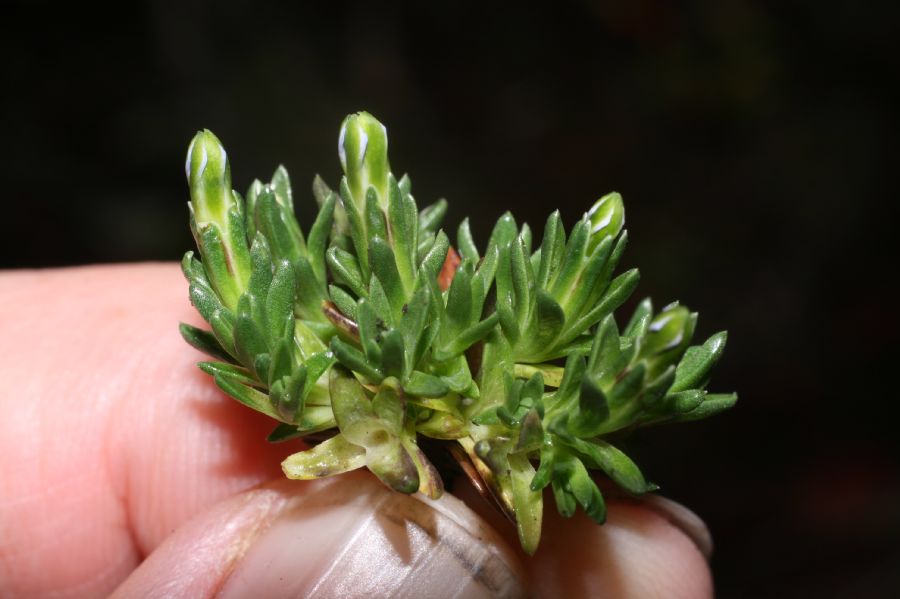 Gentianaceae Gentianella 