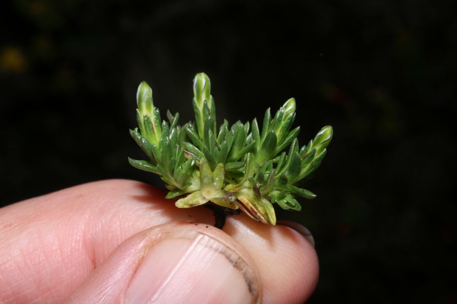 Gentianaceae Gentianella 