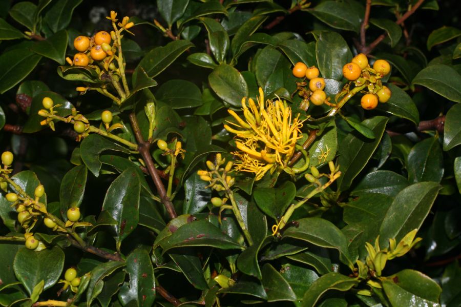 Loranthaceae Gaiadendron punctatum