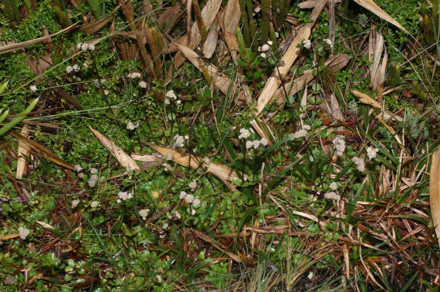 Asteraceae Iltisia repens