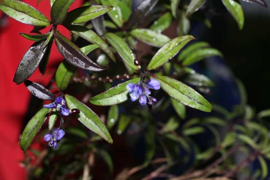 Polygalaceae Monnina 