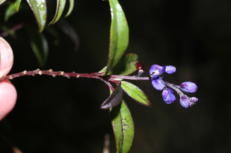 Polygalaceae Monnina 