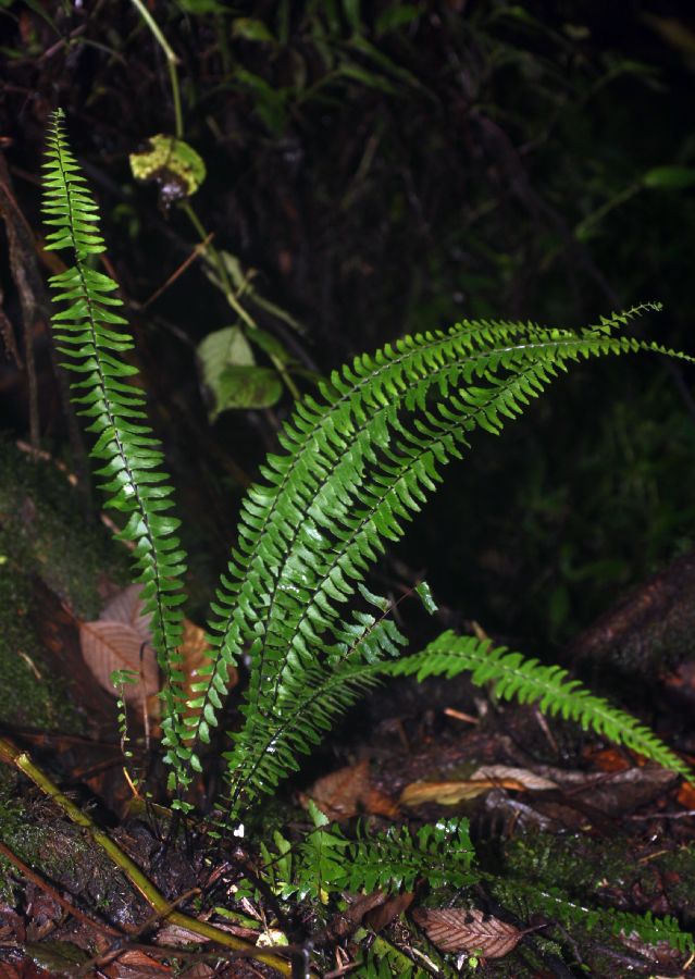 Aspleniaceae Asplenium monanthes