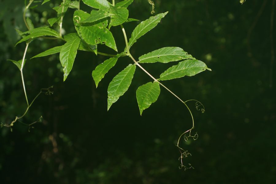 Polemoniaceae Cobaea aschersoniana