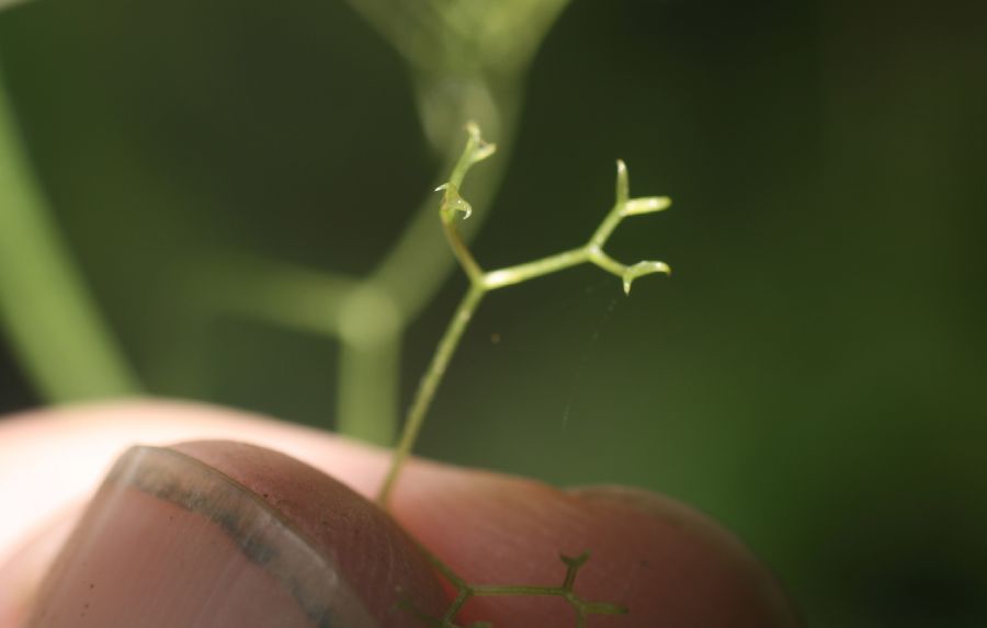 Polemoniaceae Cobaea aschersoniana