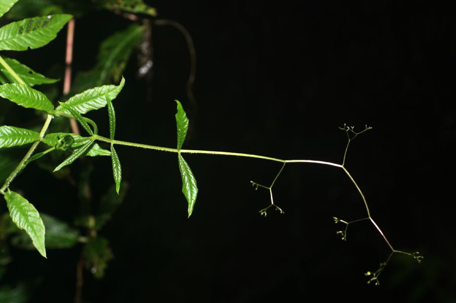 Polemoniaceae Cobaea aschersoniana