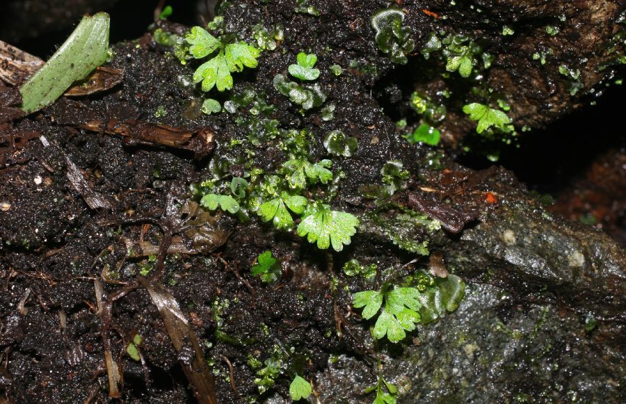 Cystopteridaceae Cystopteris fragilis